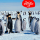 Illustration for article titled Penguin Poo, Spotted by Satellite, Reveals Location of Secret Penguin Base